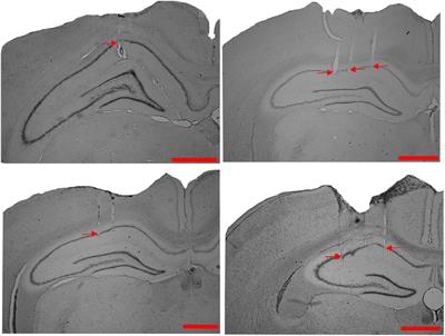 Hippocampus Maintains a Coherent Map Under Reward Feature–Landmark Cue Conflict